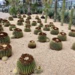 Landscaping At City Hall, Newport Beach