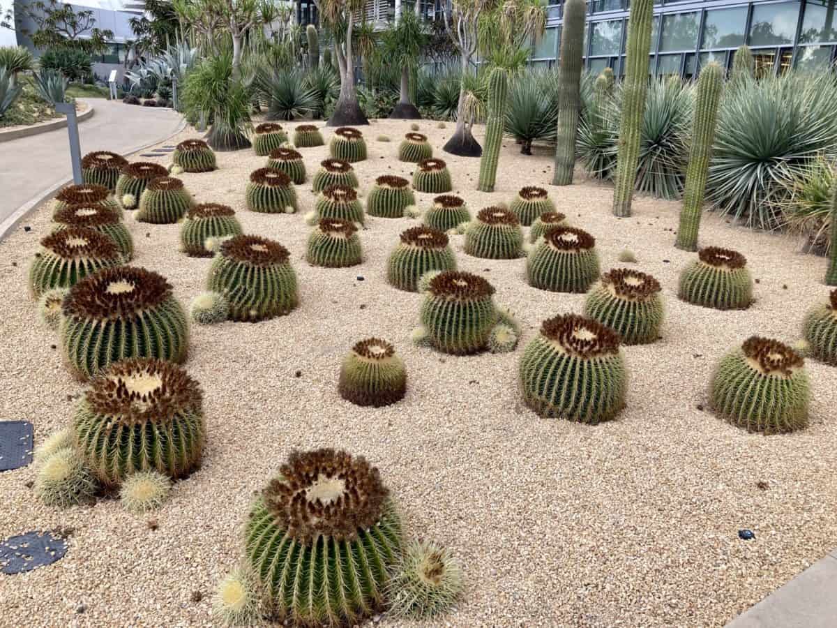 Landscaping At City Hall, Newport Beach